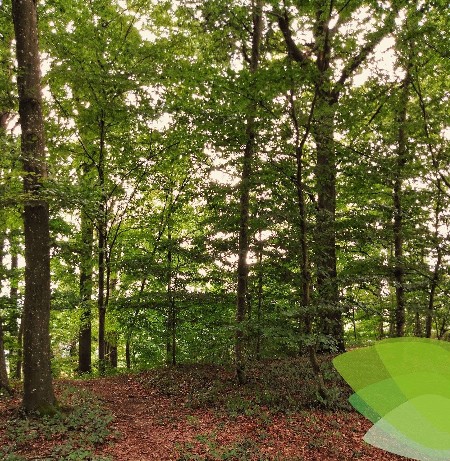 Brunnmayr - Blog Wegweigser Ernährungsdschungel
